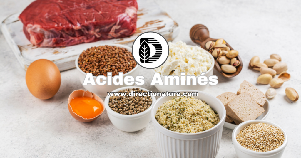 Acides Aminés