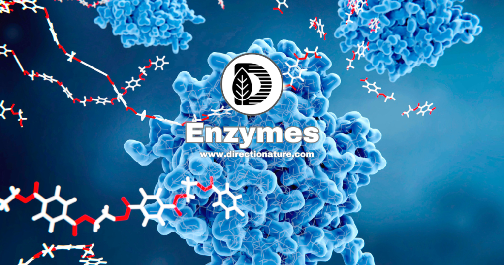 Enzymes