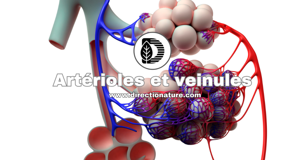 Artérioles et veinules