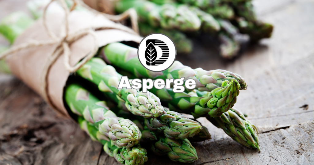 Asperge