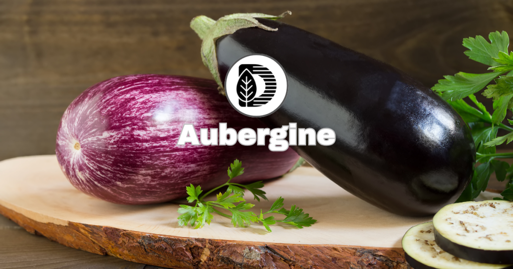 Aubergine