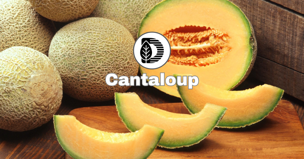 Cantaloup