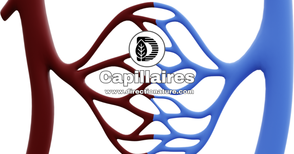 Capillaires