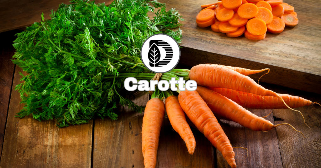 Carotte