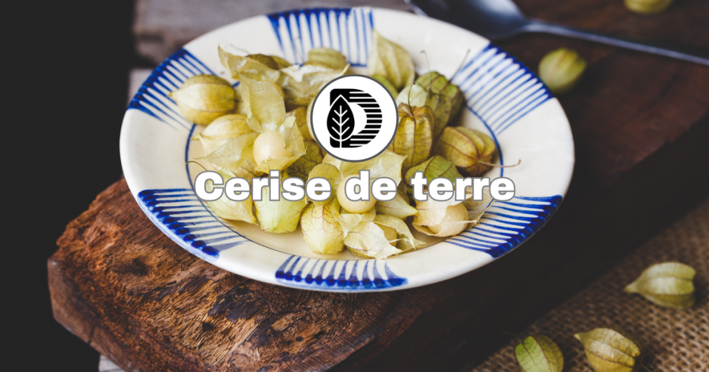 Cerise de terre