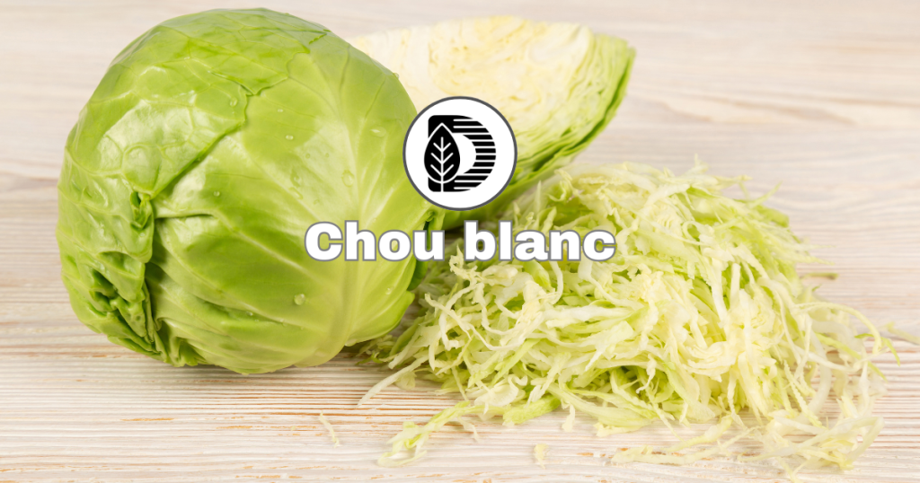 Chou blanc