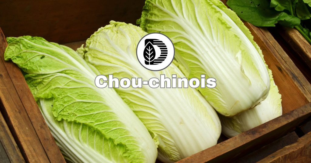 Chou chinois
