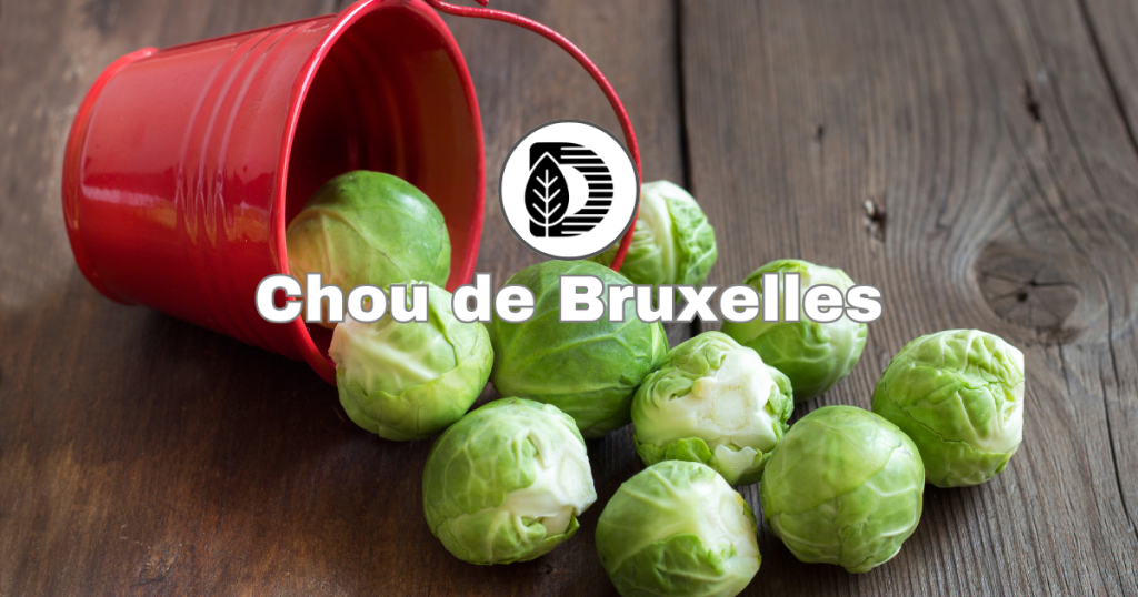 Chou de Bruxelles