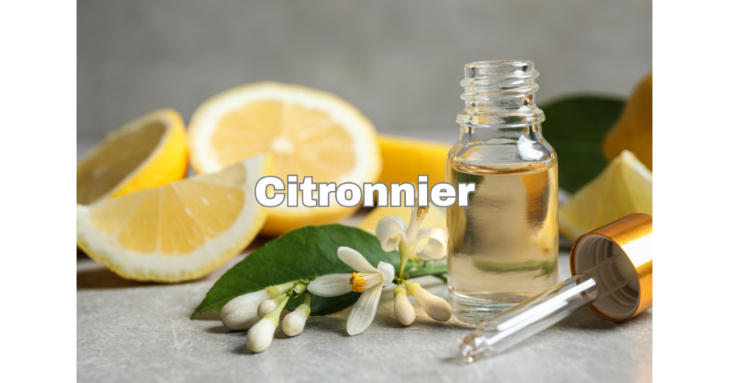 Citronnier
