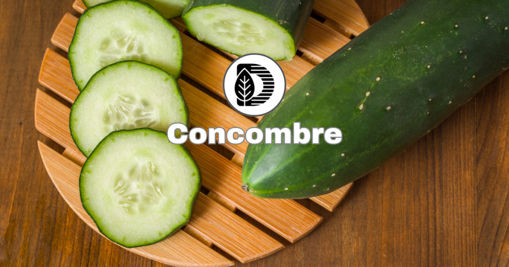 Concombre