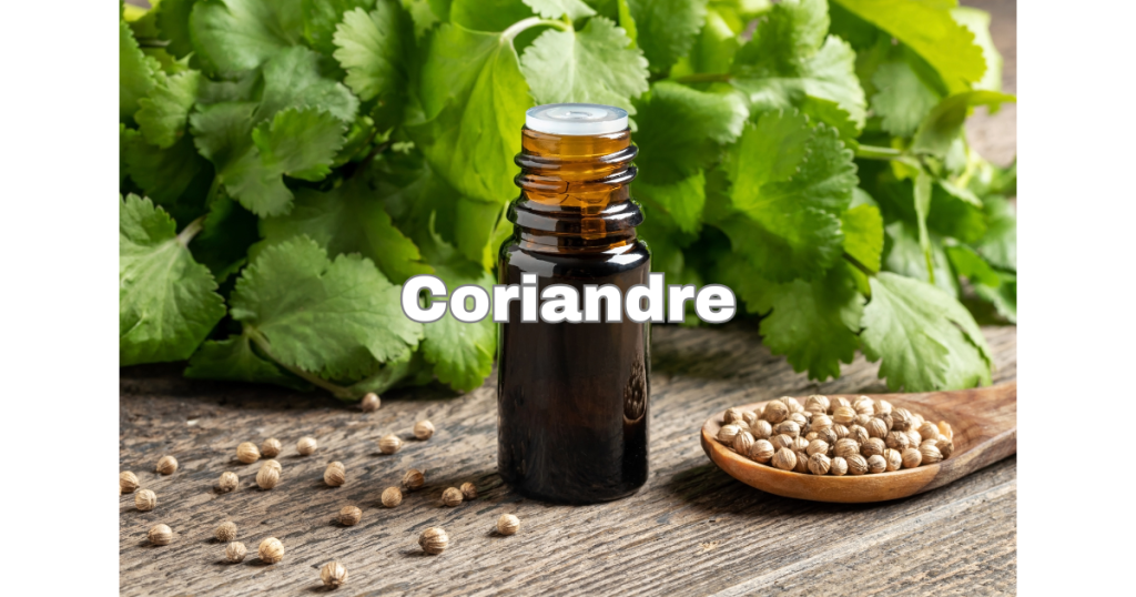 Coriandre