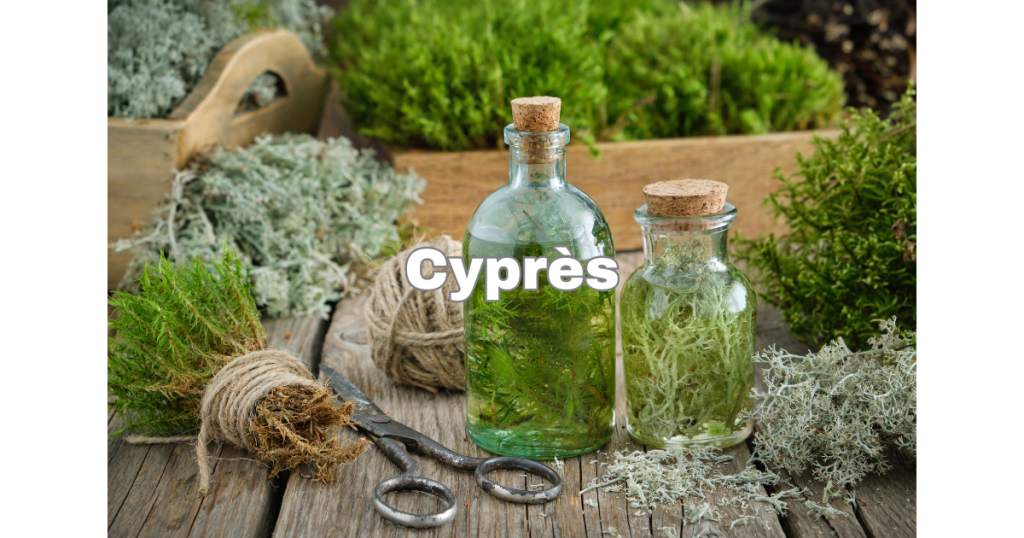 Cyprès