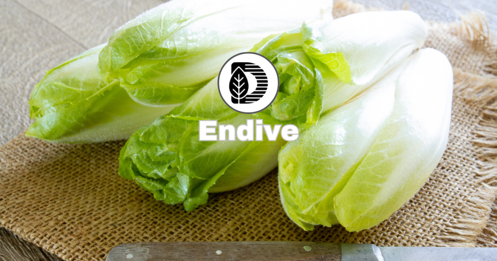 Endive