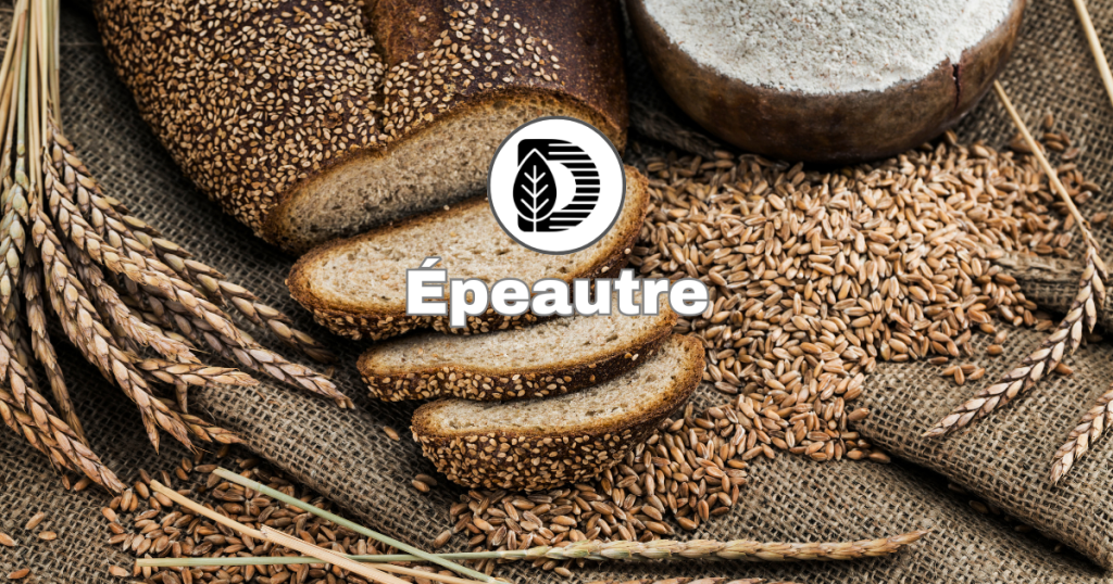 Épeautre