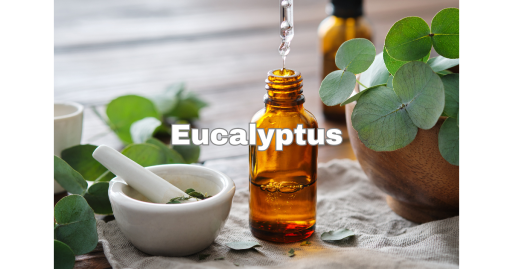 Eucalyptus