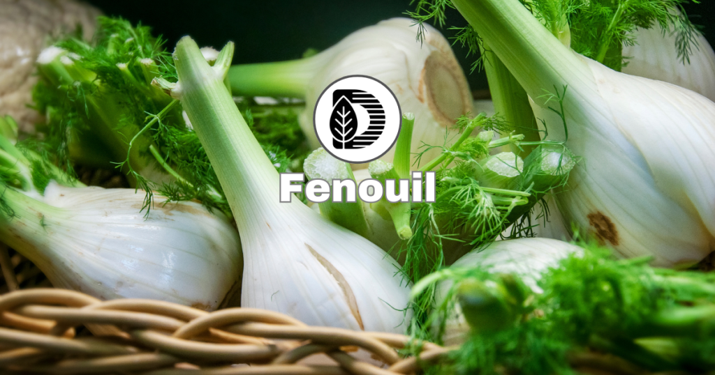 Fenouil
