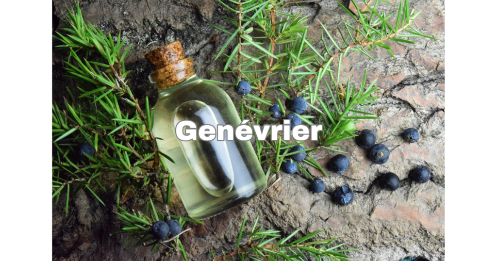 Genévrier