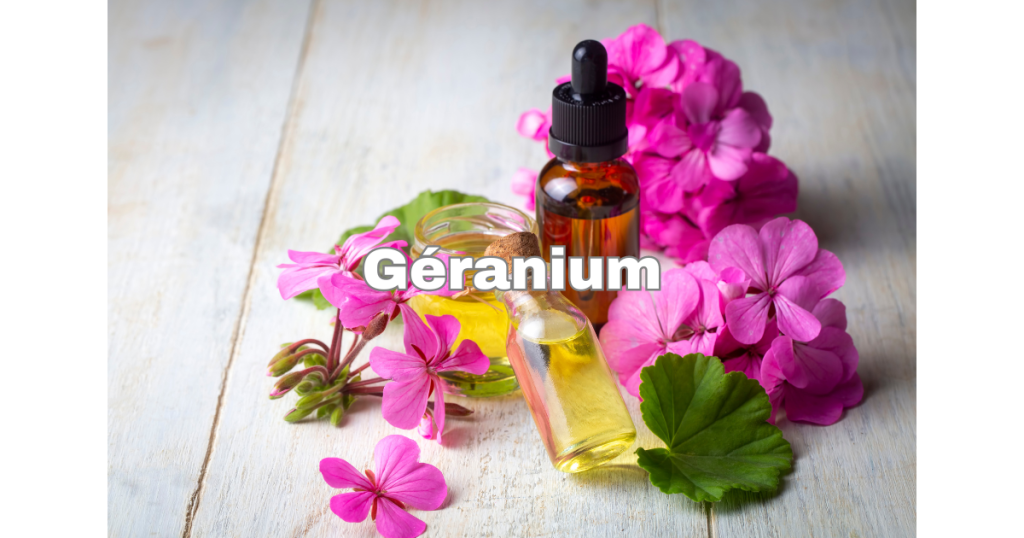 Géranium