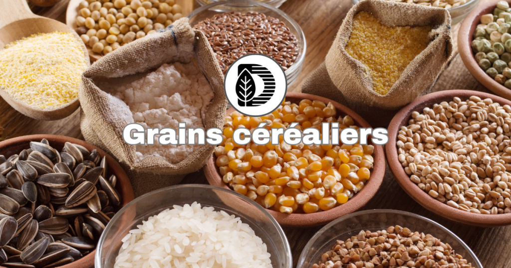 Grains céréaliers
