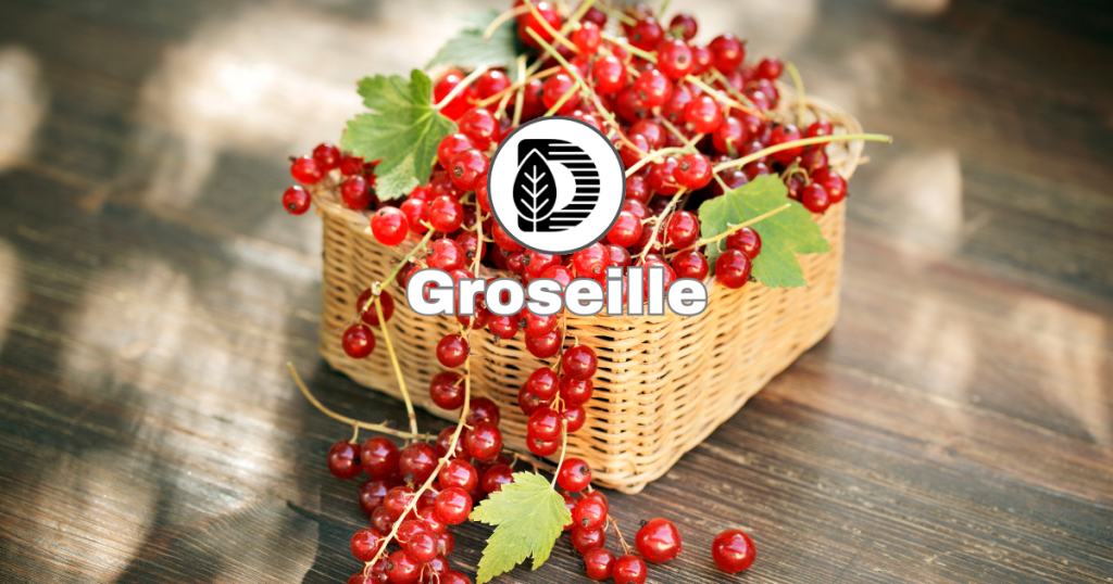 Groseille