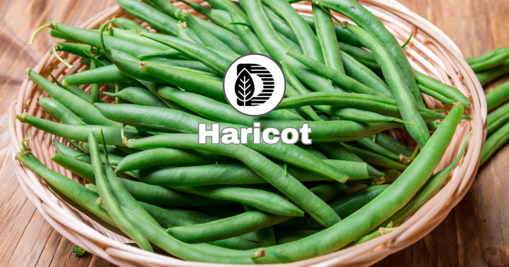 Haricot