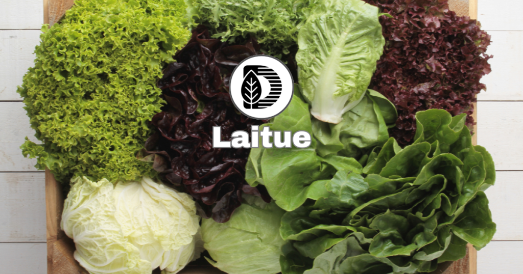 Laitue