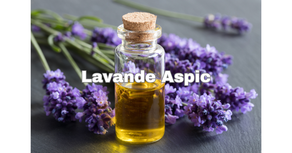 Lavande Aspic