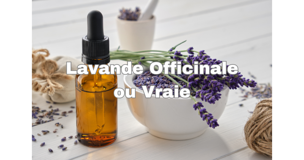 Lavande Vraie
