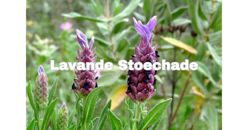 Lavande Stoechade