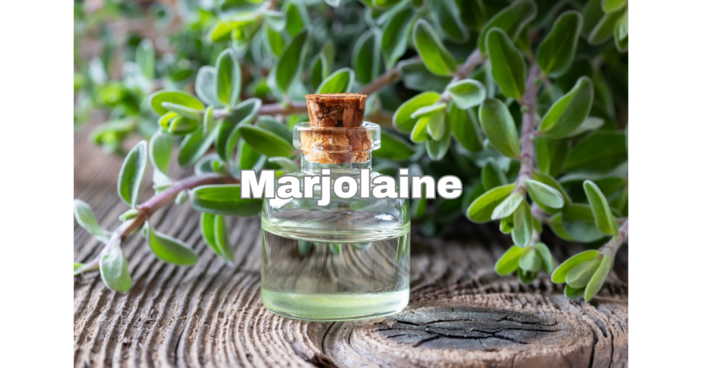 Marjolaine