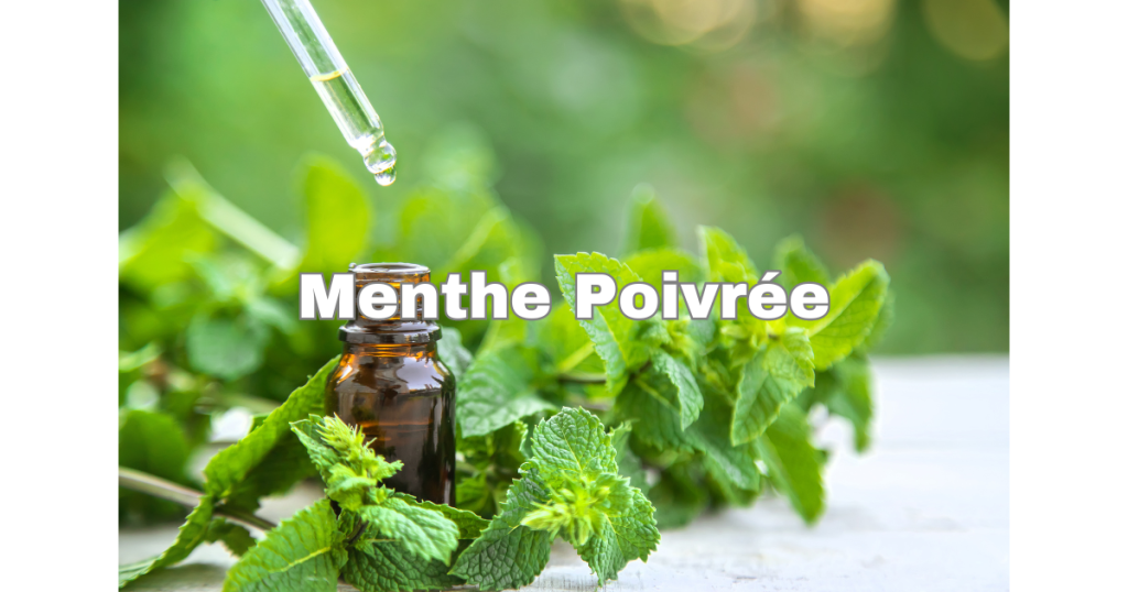 Menthe Poivrée
