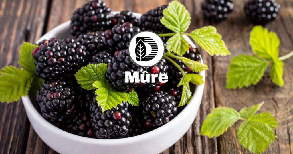 Mûre