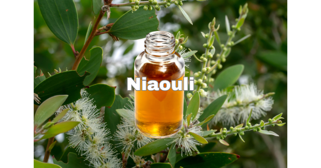 Niaouli