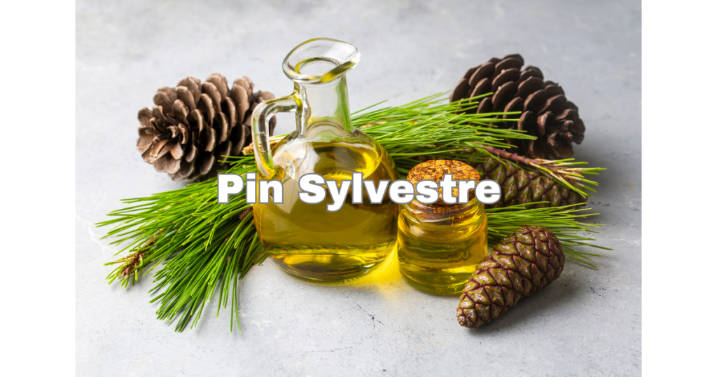 Pin Sylvestre