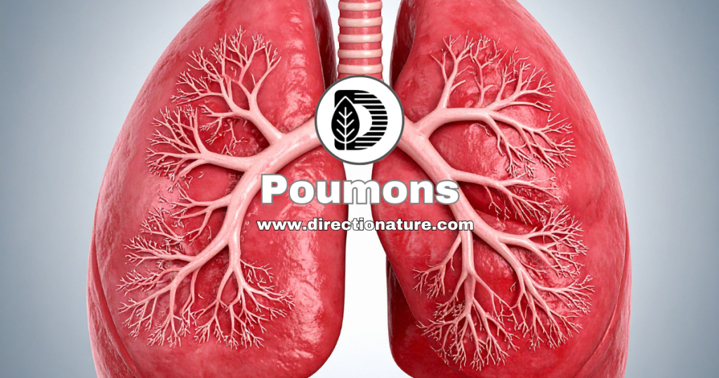 Poumons