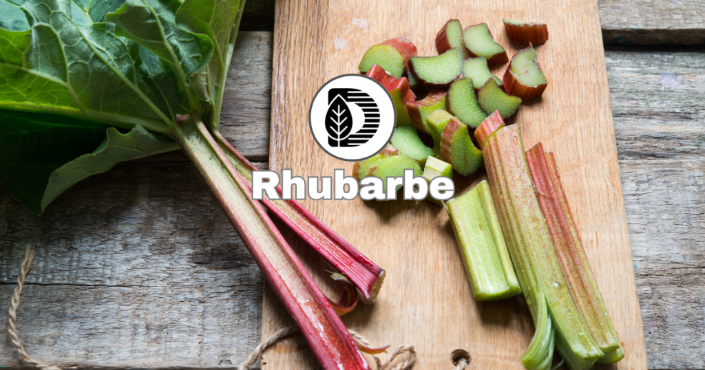 Rhubarbe