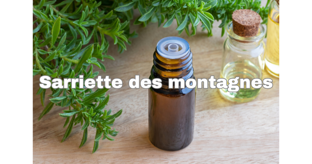 Sarriette des montagnes