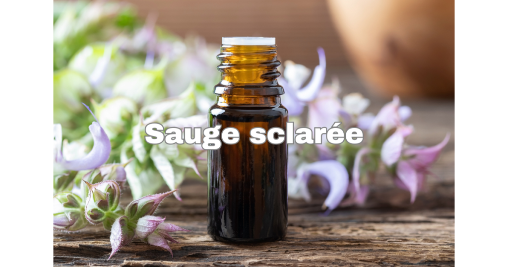 Sauge sclarée