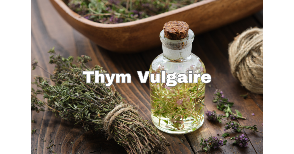 Thym vulgaire