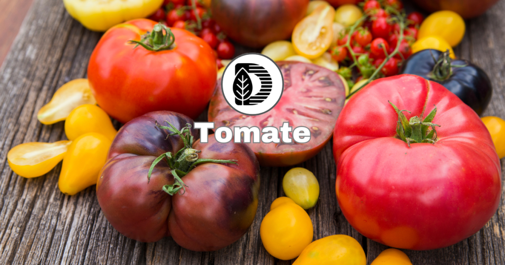 Tomate