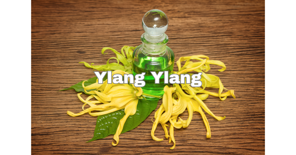 Ylang Ylang