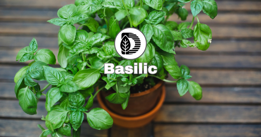 Basilic