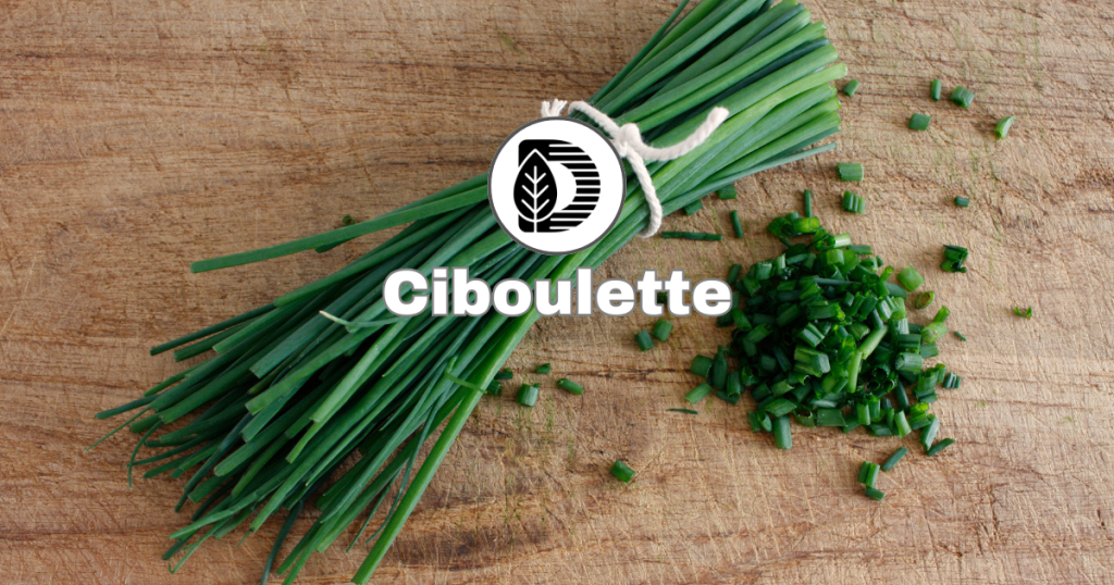 Ciboulette