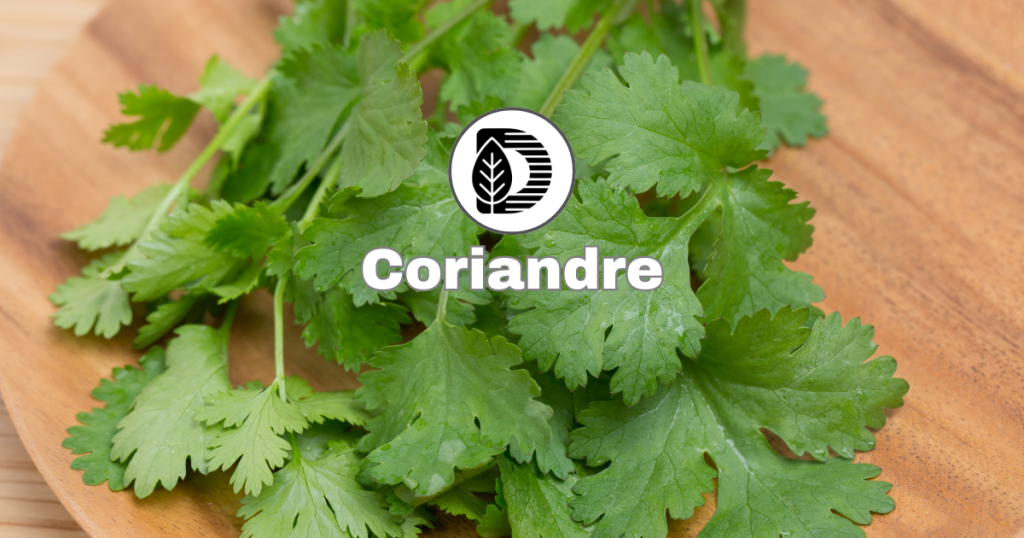 Coriandre