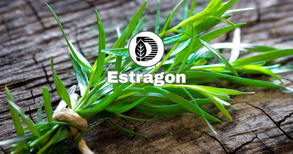Estragon