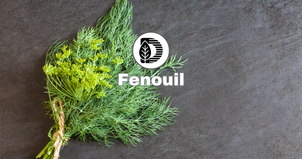 Fenouil