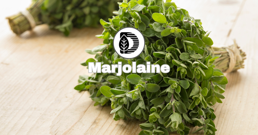 Marjolaine