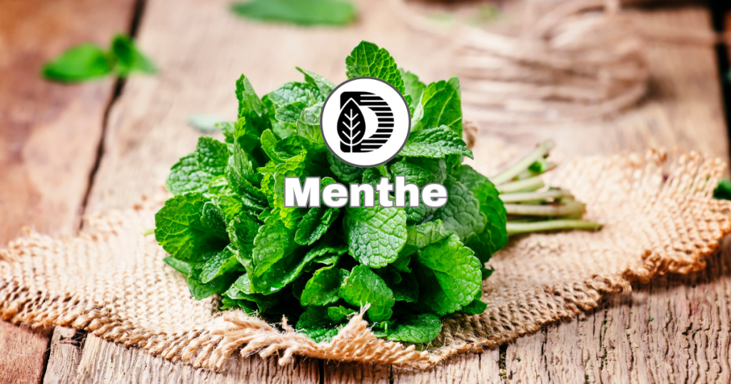 Menthe