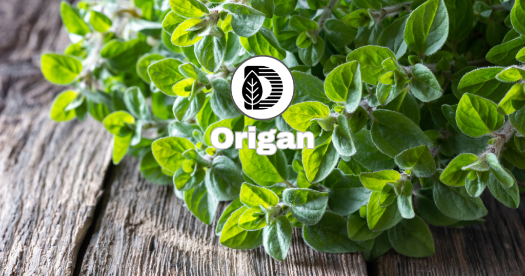 Origan