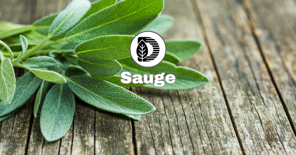 Sauge